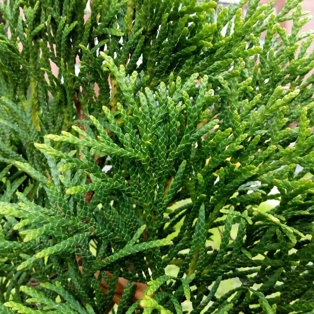Thuja occidentalis 'American Pillar' ~ Full Speed A Hedge® Arborvitae-ServeScape