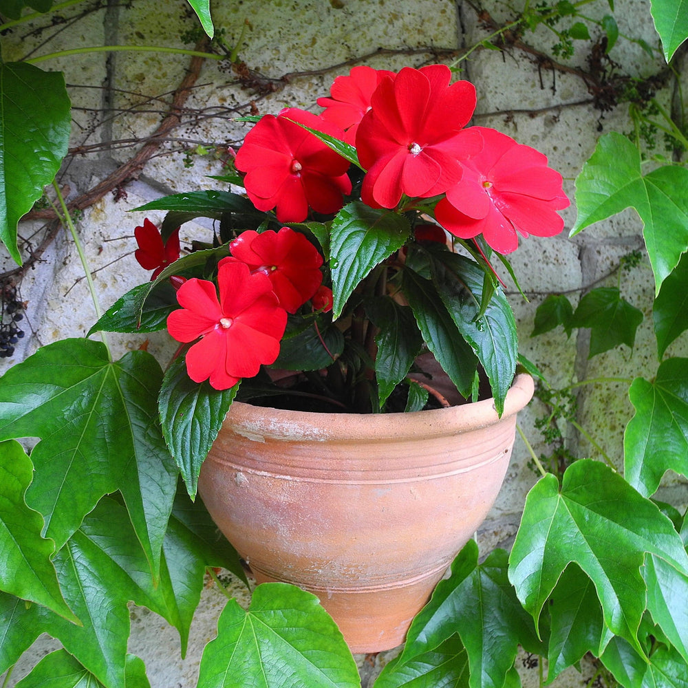 Impatiens hawkeri 'Petticoat Dark Red' ~ Petticoat® Dark Red Impatiens-ServeScape
