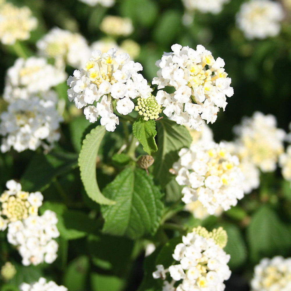 Lantana camara 'Ban Whit' USPP 21,590 ~ Bandana® White Lantana-ServeScape