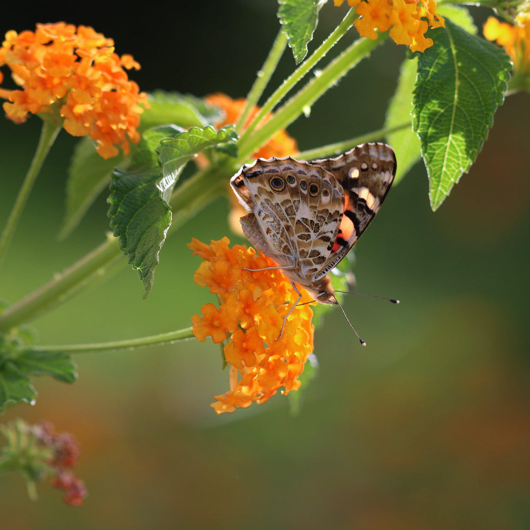 Lantana camara 'Ban Oran' ~ Bandana® Orange Lantana-ServeScape