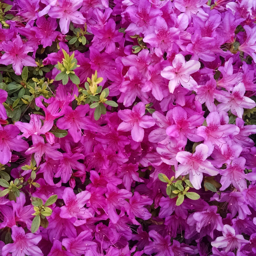 Rhododendron 'Robin Hill Congo' ~ Robin Hill Congo Azalea-ServeScape