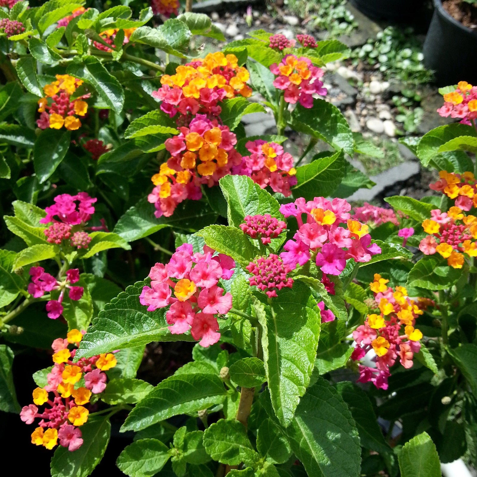 Lantana camara 'Anne Marie' PP11310 ~ Anne Marie Lantana-ServeScape