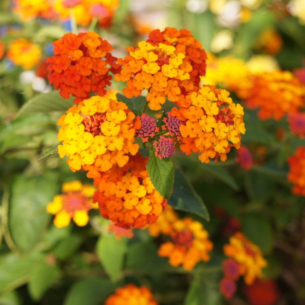 Lantana camara 'Fireworks' ~ Fireworks Lantana-ServeScape