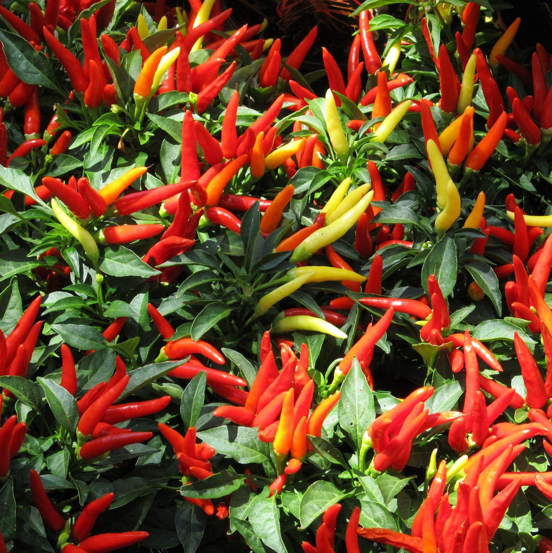 Capsicum annuum 'Medusa' ~ Medusa Ornamental Pepper-ServeScape