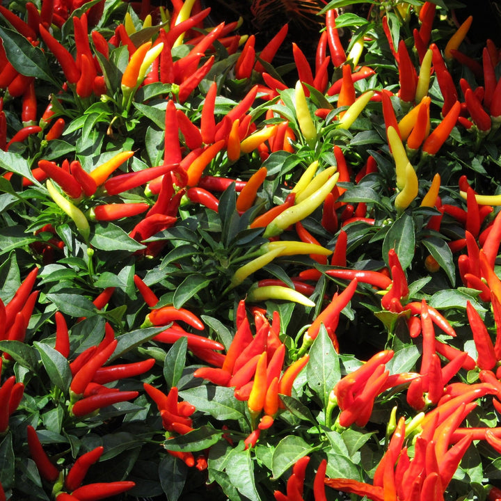 Capsicum annuum 'Medusa' ~ Medusa Ornamental Pepper-ServeScape