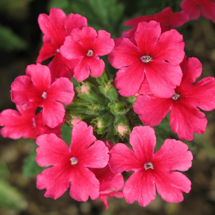 Verbena 'Vivid Brilliant Rose' ~ Vivid® Brilliant Rose Verbena-ServeScape