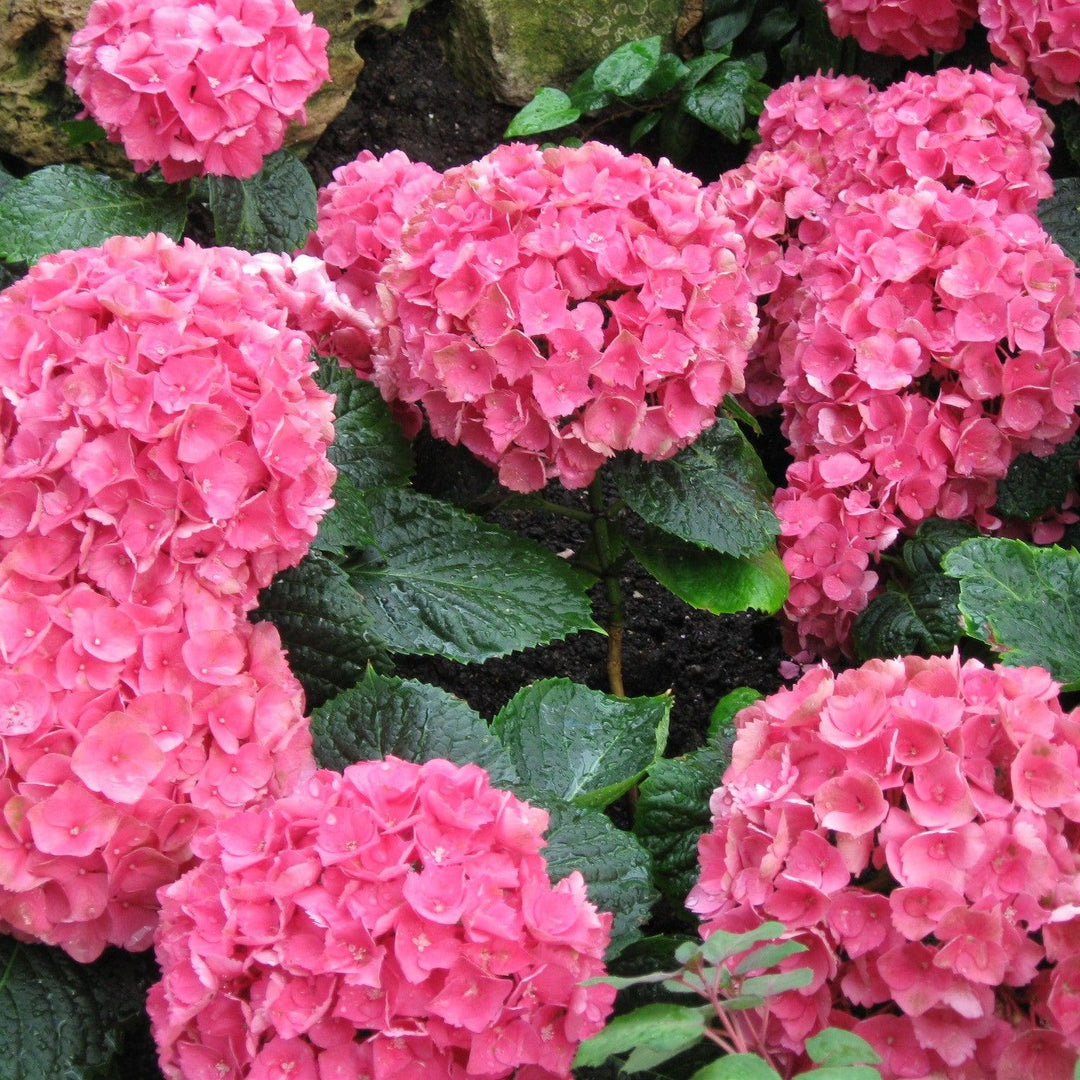 Hydrangea macrophylla 'Merritt's Supreme Pink' ~ Merritt's Supreme Hydrangea-ServeScape