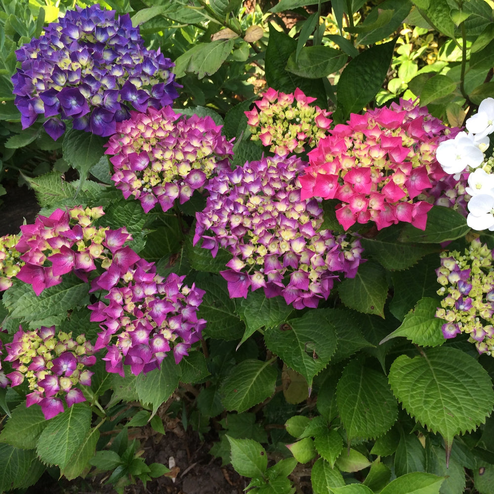 Hydrangea macrophylla ‘Hortmagitri’ PP30044 ~ Heart Throb™ Hydrangea-ServeScape