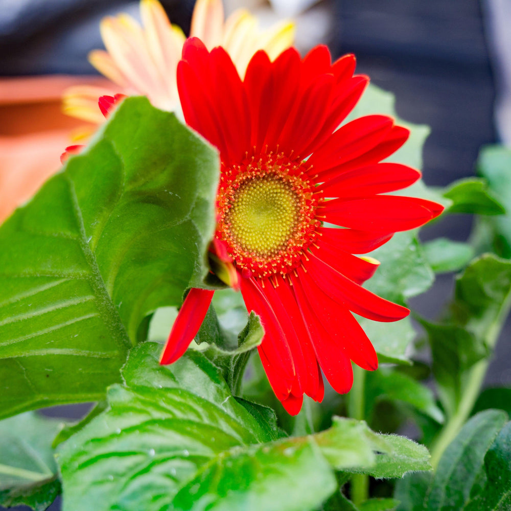 Gerbera 'Garswlove' PP31135 ~ Garden Jewels™ Red Gerbera Daisy-ServeScape