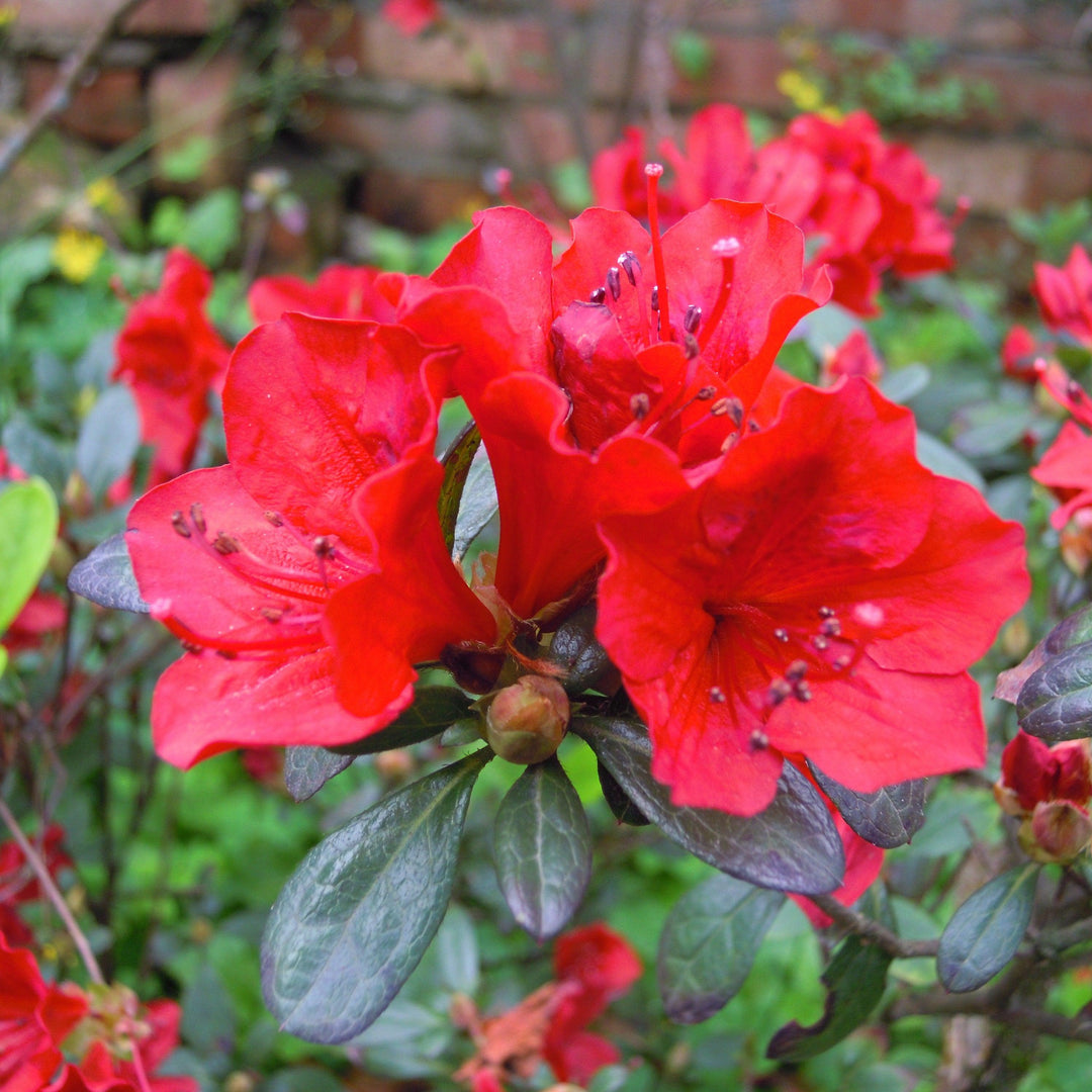 Rhododendron x 'MNIHAR017' ~ Echo® Rojo Azalea-ServeScape