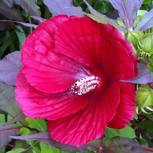 Hibiscus 'Midnight Marvel' ~ Midnight Marvel Red Leaf Hibiscus-ServeScape