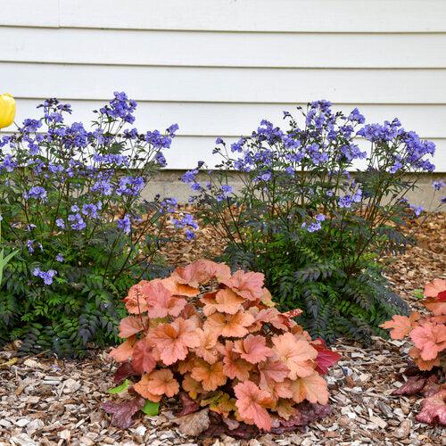 Heuchera 'Toffee Tart' PP33,694 ~ PW® Dolce® Toffee Tart Heuchera-ServeScape