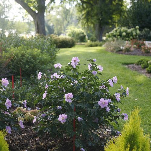 Hibiscus 'Rosina' ~ Pollypetite® Rose of Sharon-ServeScape