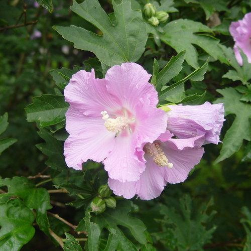 Hibiscus 'Rosina' ~ Pollypetite® Rose of Sharon-ServeScape