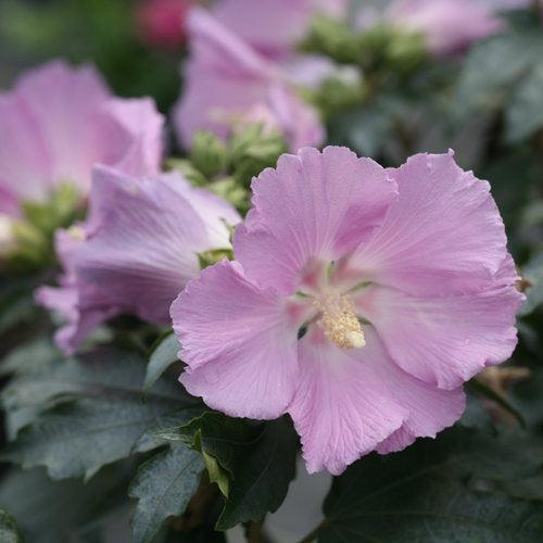 Hibiscus 'Rosina' ~ Pollypetite® Rose of Sharon-ServeScape