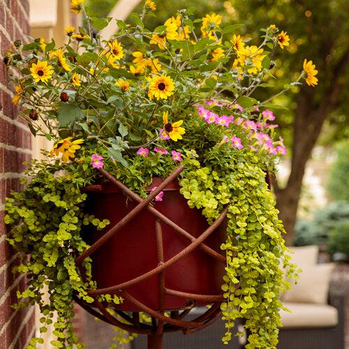 Lysimachia nummularia 'Goldilocks' ~ Proven Accents® Goldilocks Creeping Jenny-ServeScape