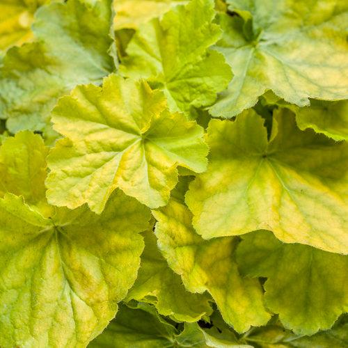 Heuchera 'Pretty Pistachio' PP29361 ~ PW® Primo® Pretty Pistachio Heuchera-ServeScape