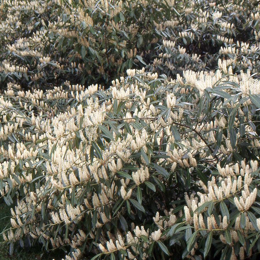 Prunus laurocerasus 'Zabeliana' ~ Zabel Cherry Laurel-ServeScape