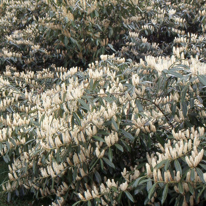Prunus laurocerasus 'Zabeliana' ~ Zabel Cherry Laurel-ServeScape