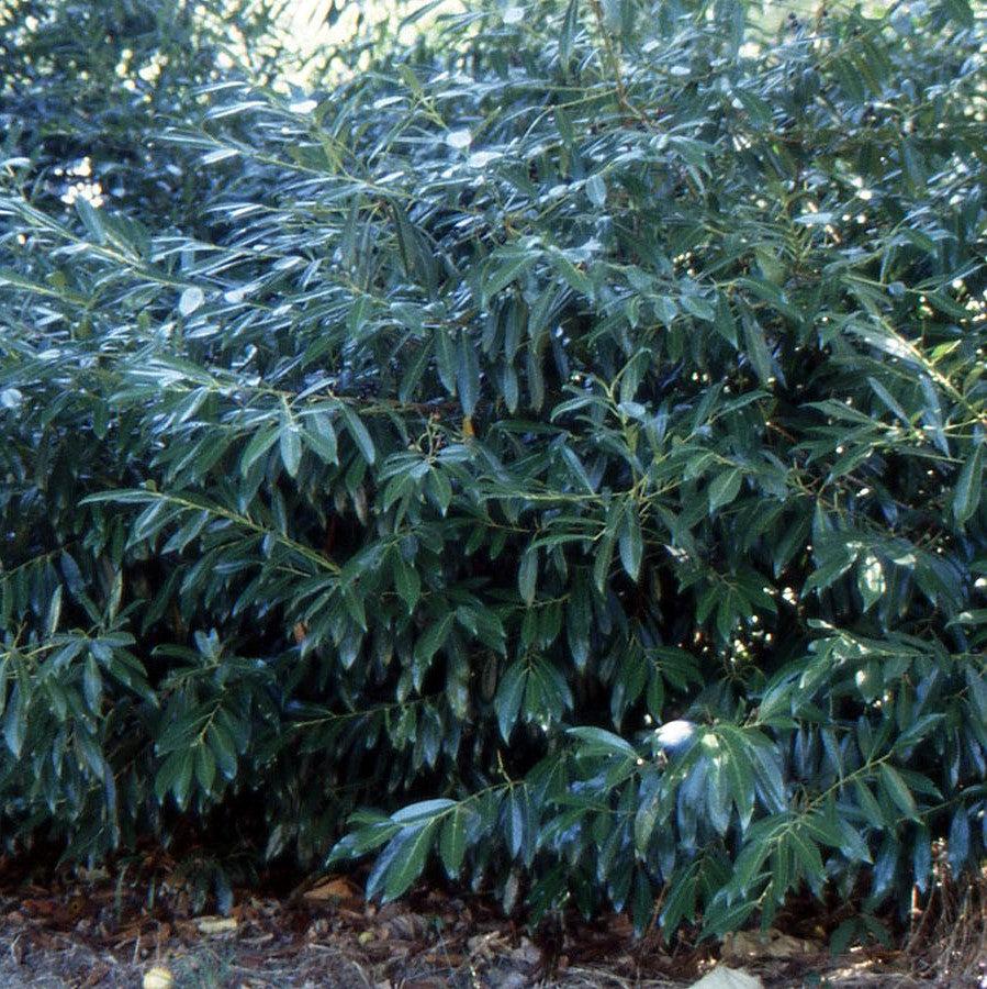 Prunus laurocerasus 'Zabeliana' ~ Zabel Cherry Laurel-ServeScape