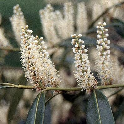 Prunus laurocerasus 'Zabeliana' ~ Zabel Cherry Laurel-ServeScape