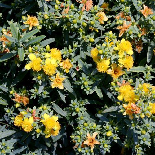 Hypericum kalmianum 'SMHKBF' ~ Blues Festival® St. John's Wort-ServeScape