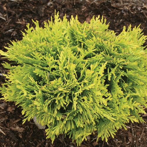 Thuja occidentalis 'Anna van Vloten' USPP 25,868 ~ Anna's Magic Ball® Arborvitae-ServeScape