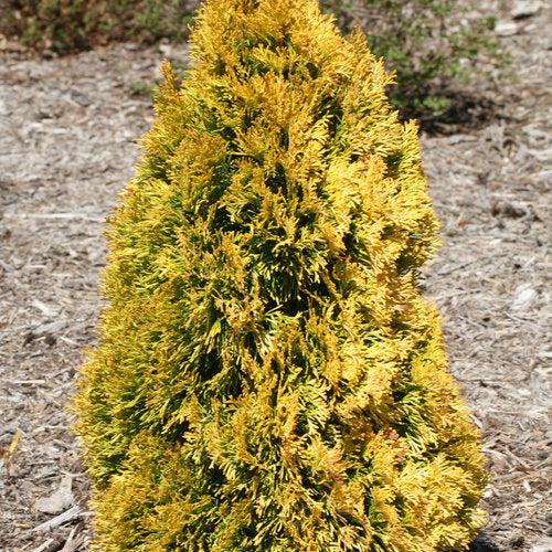 Thuja occidentalis 'Filips Magic Moment' ~ Filips Magic Moment Arborvitae-ServeScape