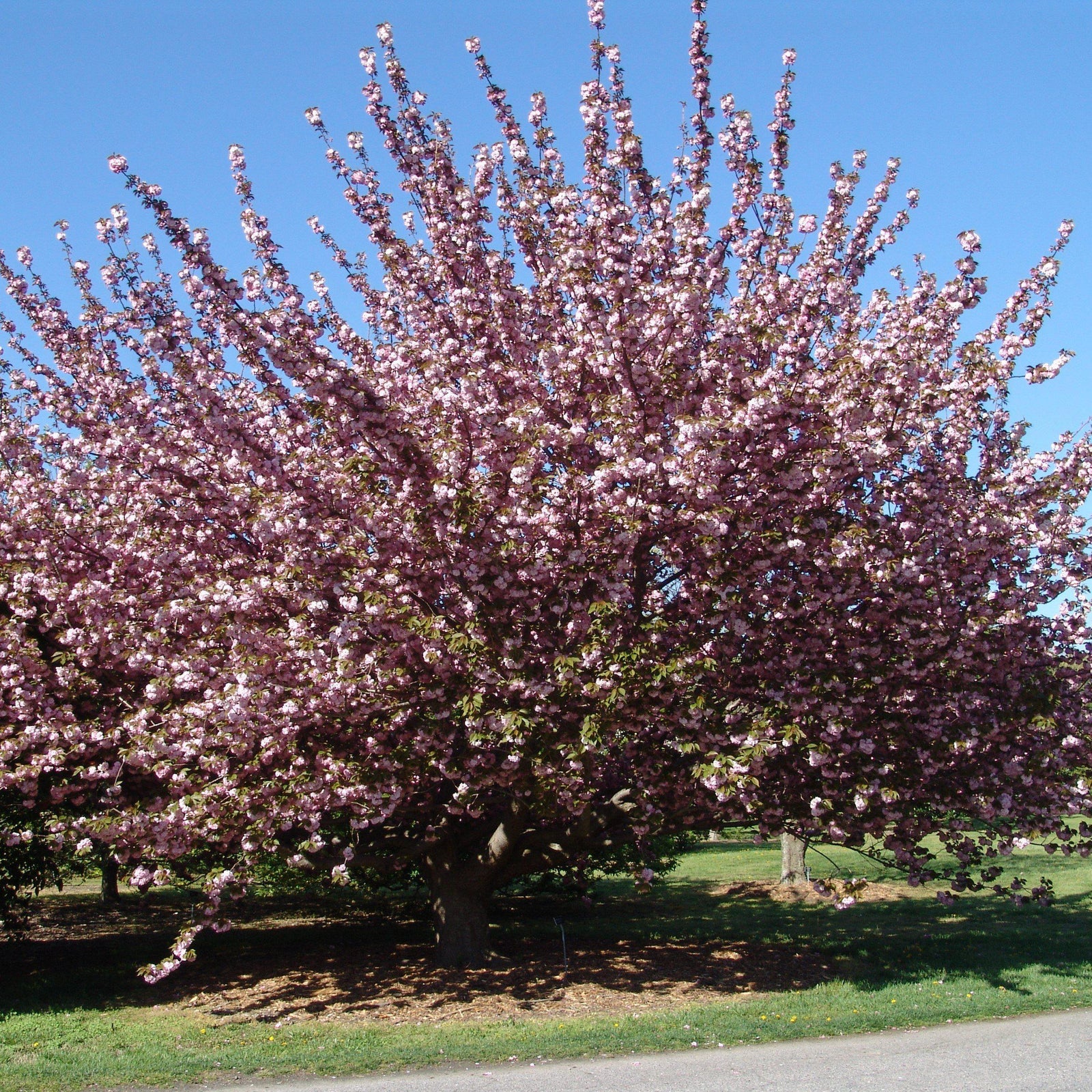 prunus serrulata 'Kanzan' ~ Kanzan Flowering Cherry-ServeScape