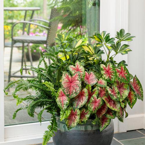 Caladium 'Flatter Me' ~ PW® Heart to Heart® Flatter Me Caladium-ServeScape