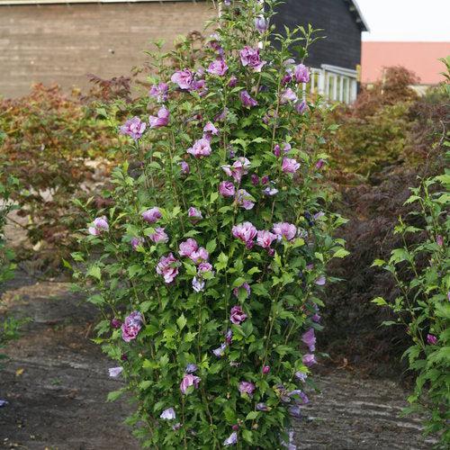 Hibiscus syriacus 'Gandini Santiago' ~ Purple Pillar® Rose of Sharon-ServeScape
