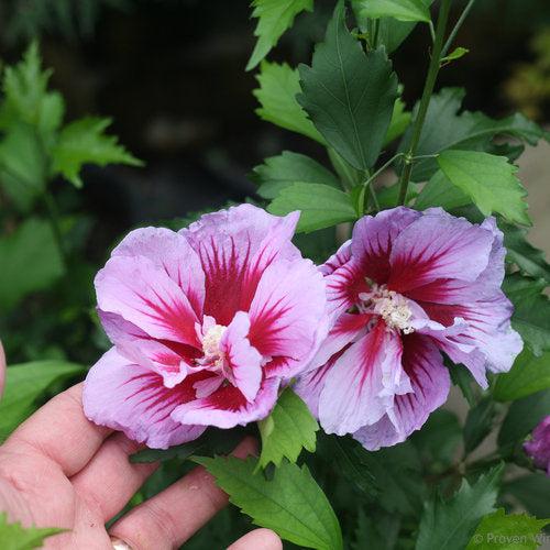 Hibiscus syriacus 'Gandini Santiago' ~ Purple Pillar® Rose of Sharon-ServeScape