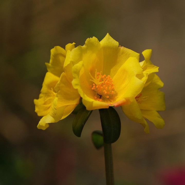 Portulaca oleracea 'KLEPO14825' ~ RioGrande™ Yellow Purslane-ServeScape