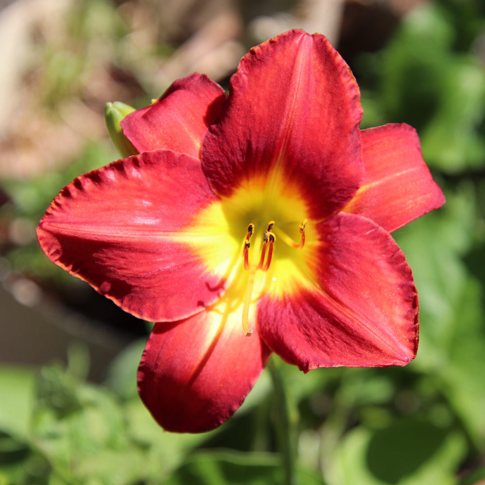 Hemerocallis 'Charles Johnston' ~ Charles Johnston Daylily-ServeScape