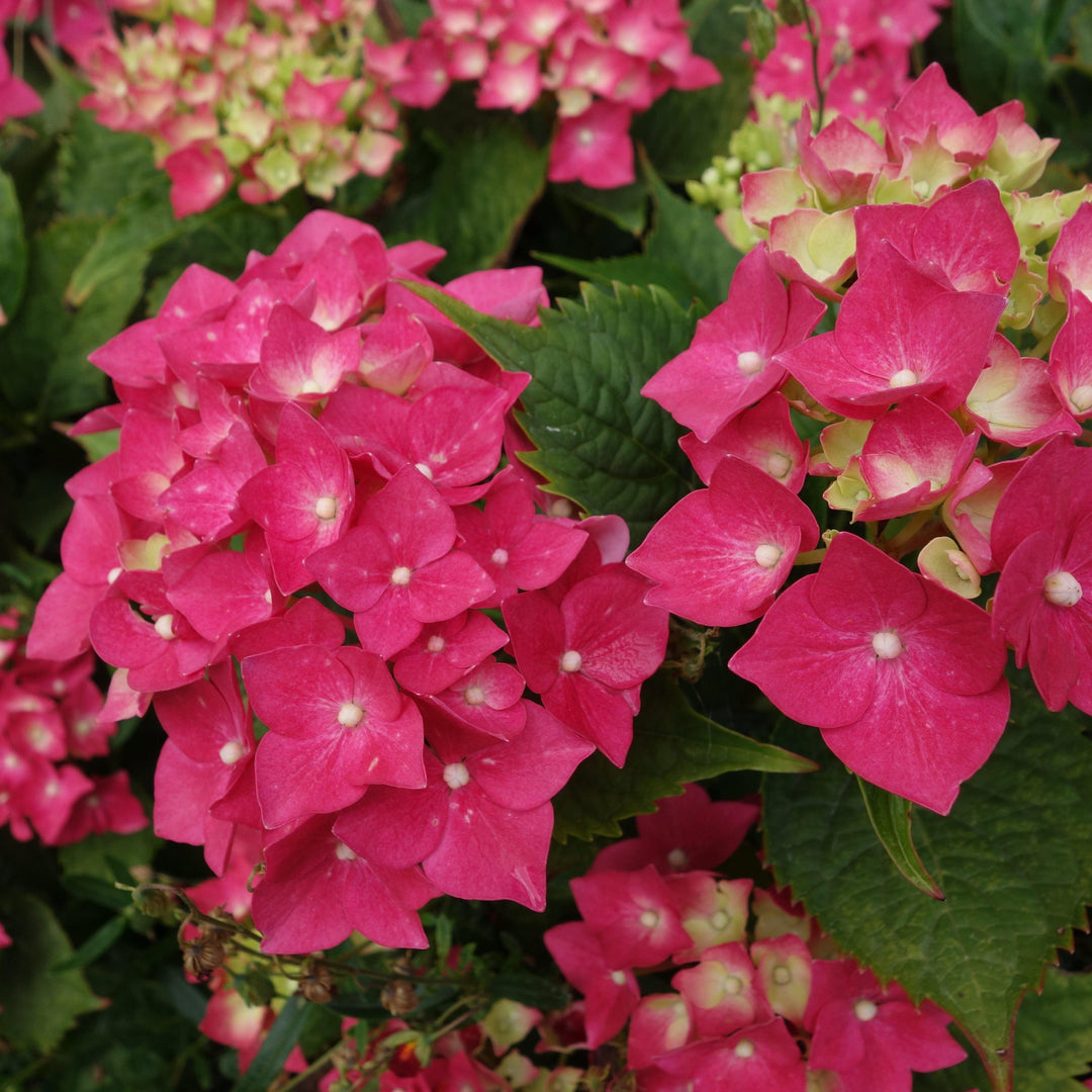 Hydrangea macrophylla ‘Hortmagitri’ PP30044 ~ Heart Throb™ Hydrangea-ServeScape