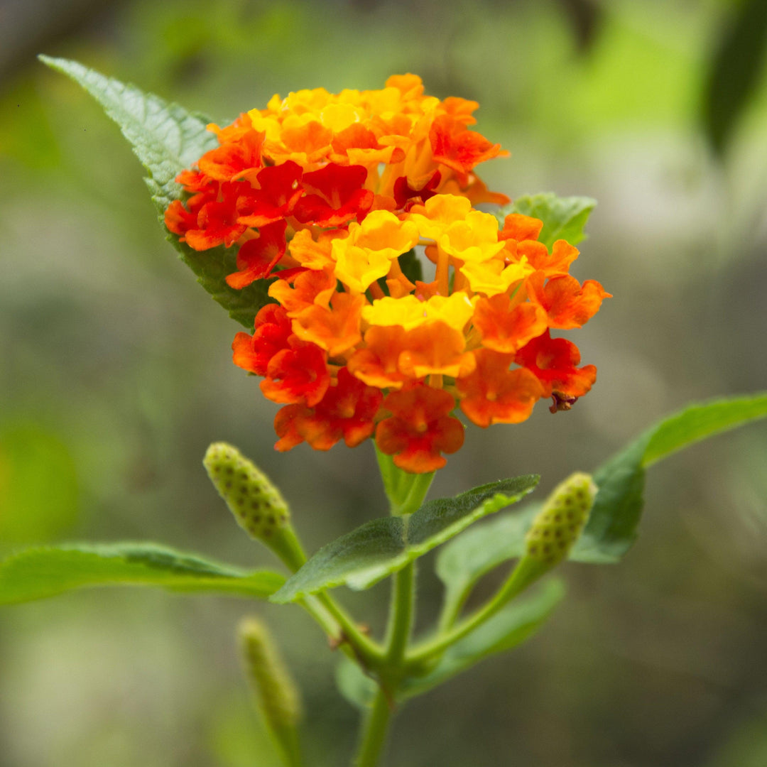Lantana camara 'Balucraim' ~ Lucky™ Flame Lantana-ServeScape