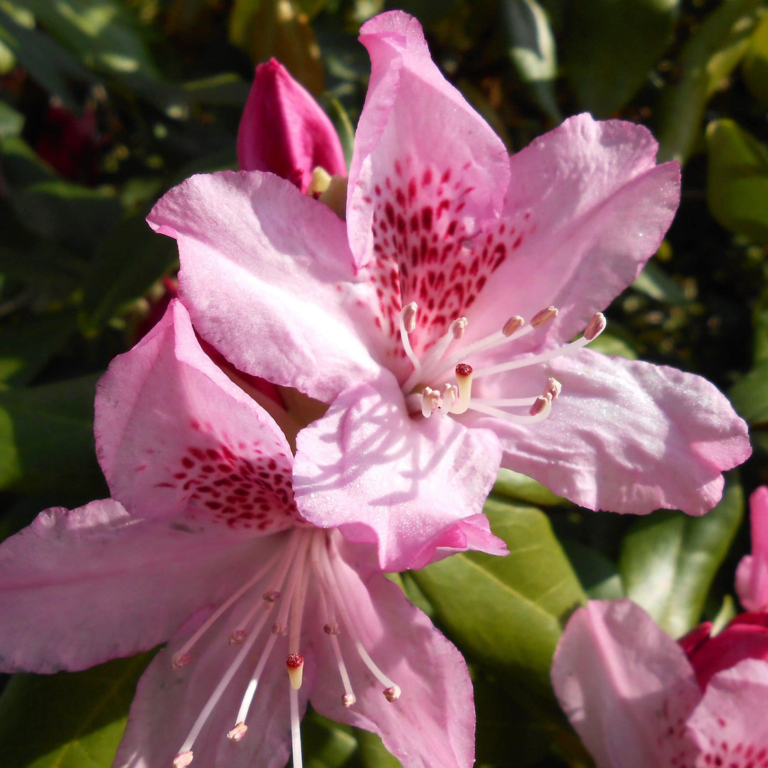 Rhododendron ‘HOLDEN52' ~ Southgate® Splendor™ Rhododendron-ServeScape
