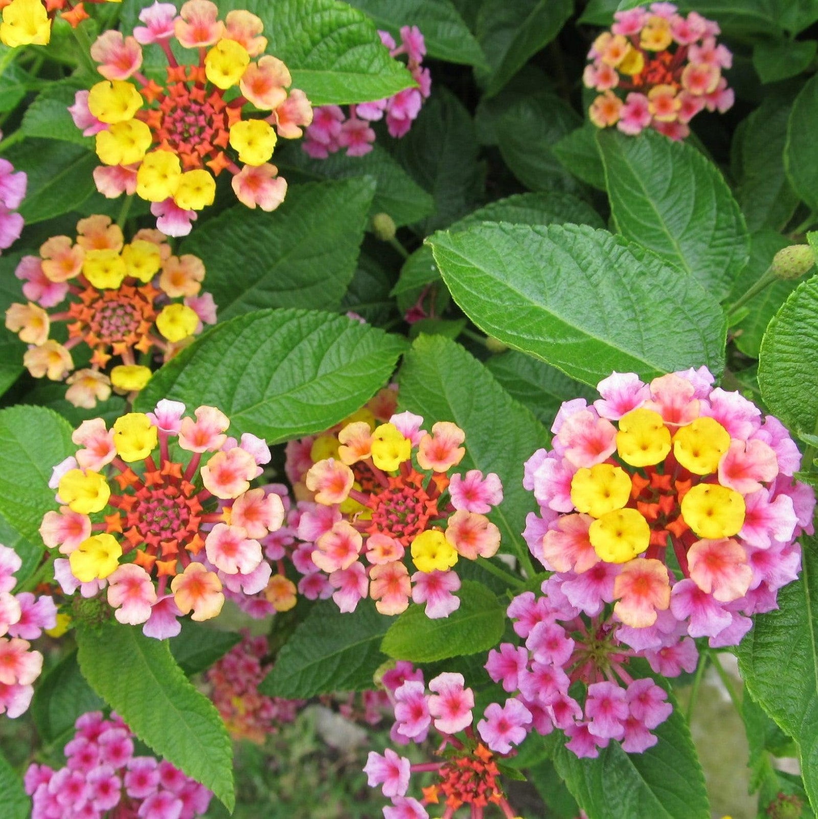 Lantana 'Chapel Hill Pink' ~ Chapel Hill Pink Lantana-ServeScape