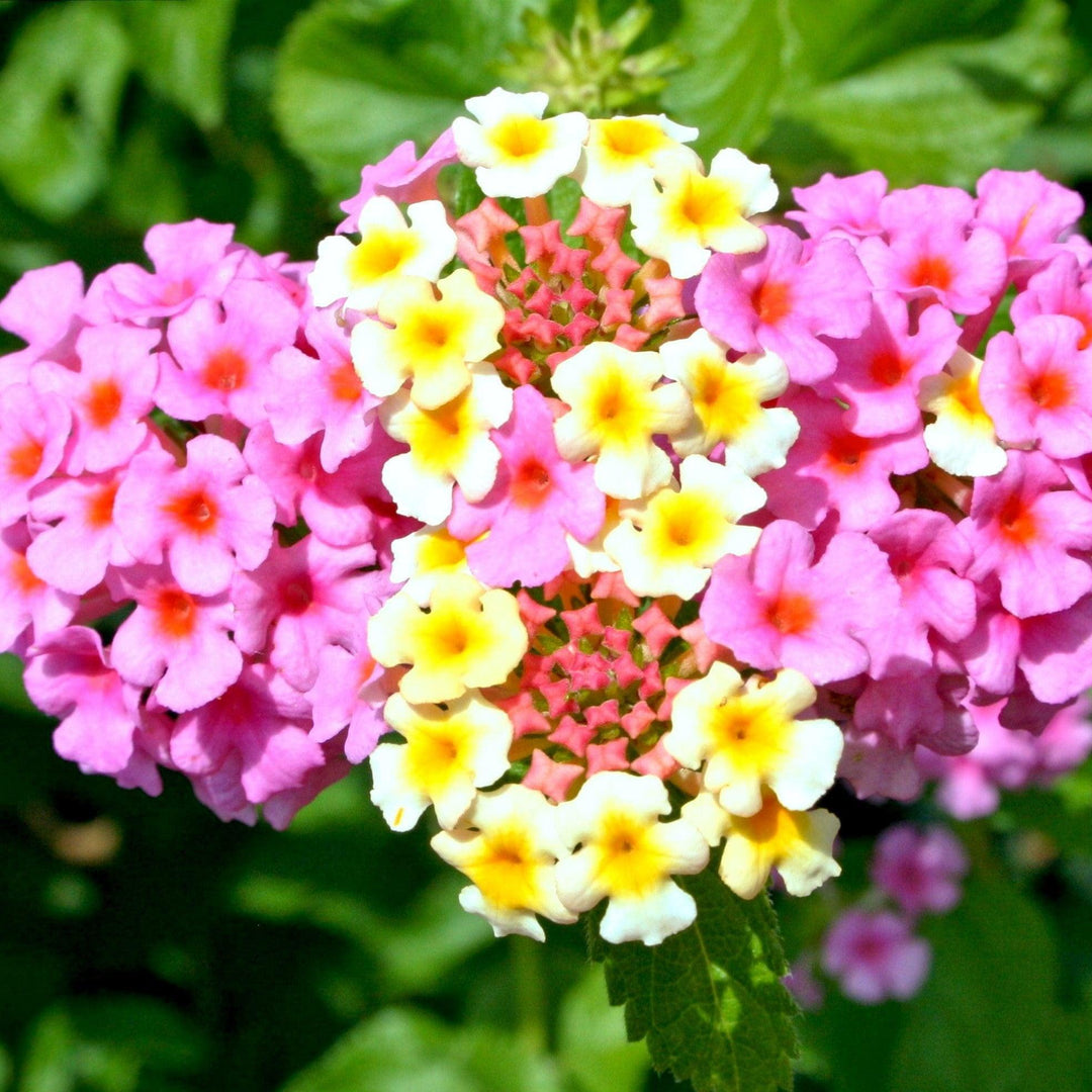 Lantana 'Chapel Hill Pink' ~ Chapel Hill Pink Lantana-ServeScape
