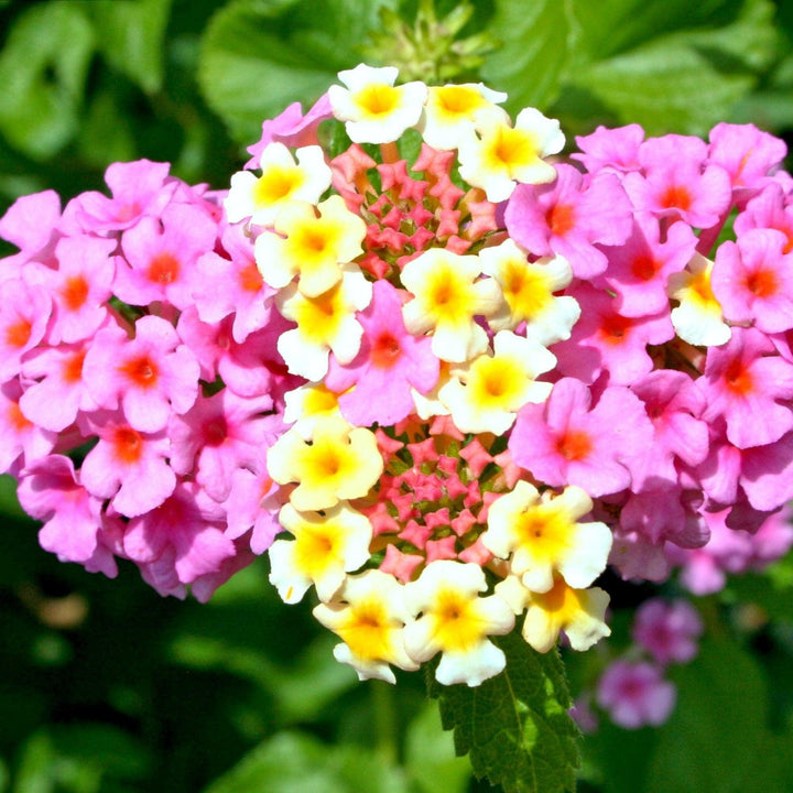 Lantana 'Chapel Hill Pink' ~ Chapel Hill Pink Lantana-ServeScape