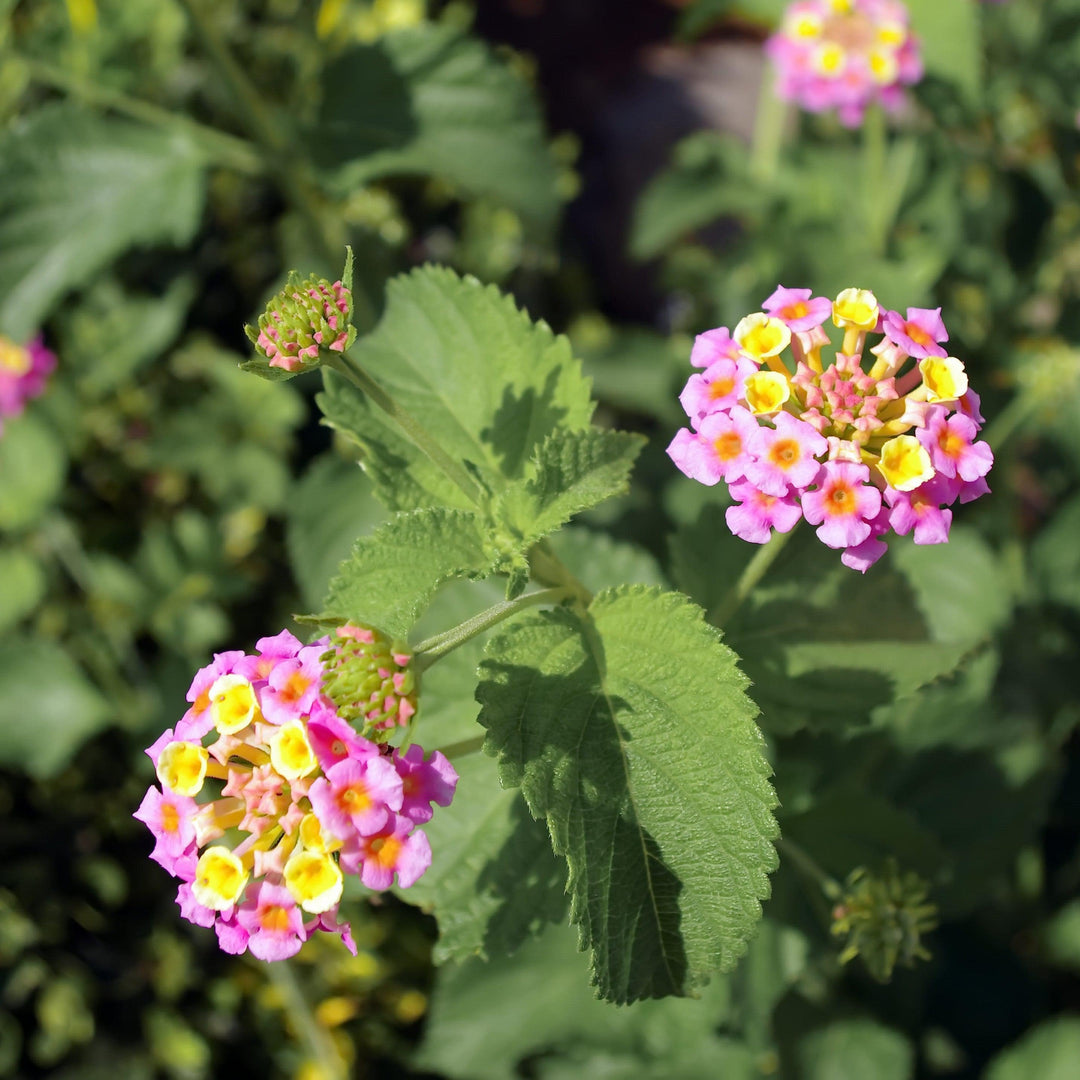 Lantana 'Chapel Hill Pink' ~ Chapel Hill Pink Lantana-ServeScape