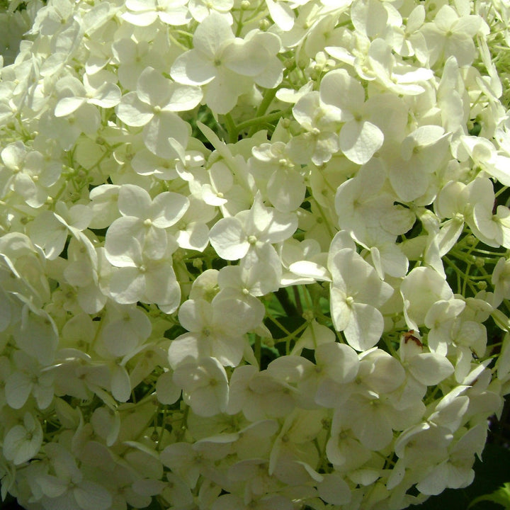 Hydrangea quercifolia 'BIV01' PP30565 ~ Tara Oakleaf Hydrangea-ServeScape