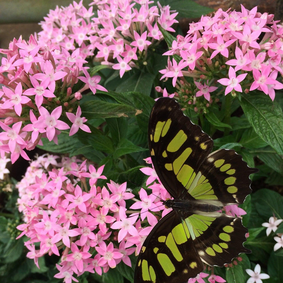 Pentas lanceolata 'Graffiti OG Pink' ~ Graffiti® OG Pink Star Flower-ServeScape