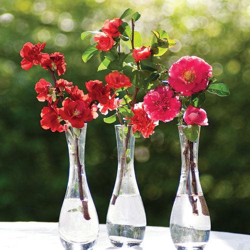Chaenomeles speciosa 'Pink Storm' ~ PW® Double Take™ Pink Flowering Quince-ServeScape