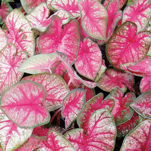 Caladium 'Radiance' ~ PW® Heart to Heart® Radiance Caladium-ServeScape