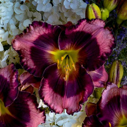 Hemerocallis 'Storm Shelter' ~ PW® Rainbow Rhythm® Storm Shelter Daylily-ServeScape
