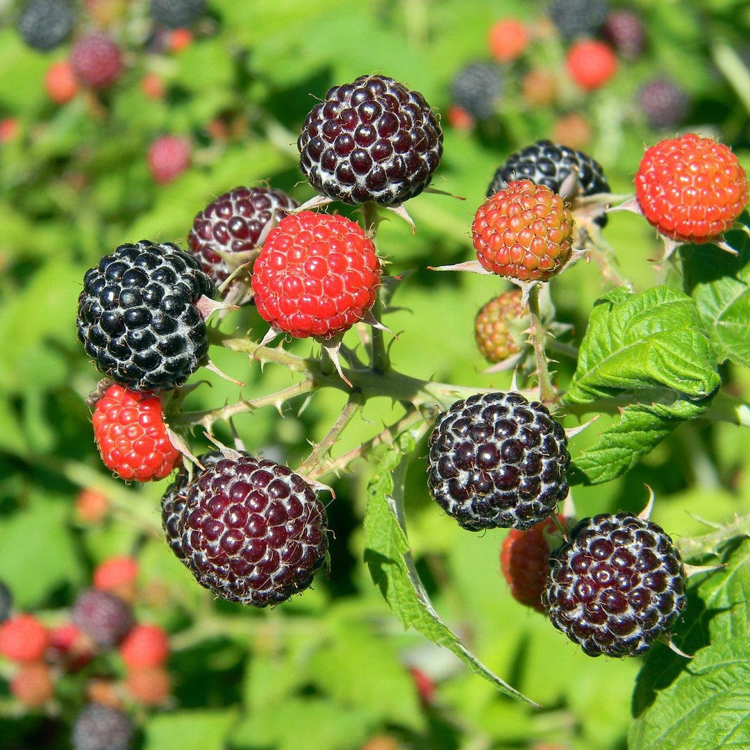 Rubus idaeus 'Jewel' ~ Jewel Raspberry-ServeScape