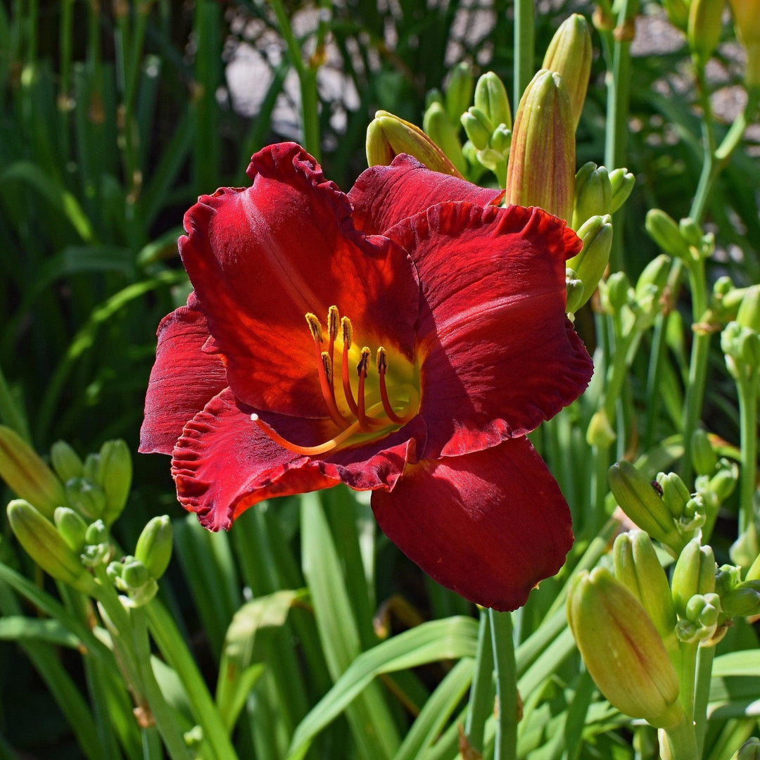 Hemerocallis 'Charles Johnston' ~ Charles Johnston Daylily-ServeScape