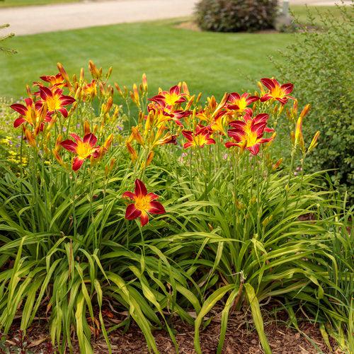 Hemerocallis 'Ruby Spider' ~ PW® Rainbow Rhythm® Ruby Spider Daylily-ServeScape