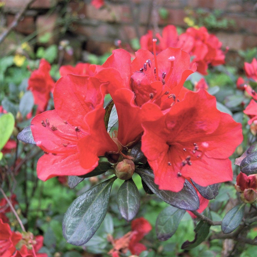 Rhododendron 'Jay Valentine' ~ Jay Valentine Azalea-ServeScape
